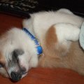 為什麼狗狗睡著後都會發出怪怪的聲音？知道原因後你就會更愛家裡的小毛球了！