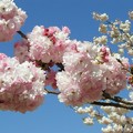 小櫻，我來了！日本全國 10 種常見的櫻花