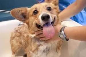 你知道狗狗多久給洗澡嗎？這些事你一定要知道！