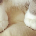 超可愛! 這隻喵星人的腳腳像穿了長度不同的白襪子！