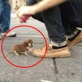 一位網友走在路上，迎面走來一隻小小小小小小狗，結果被牠壁咚！