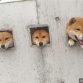 遠遠看到三隻柴犬從牆擠出來看風景，仔細一看才發現牆上告示透露牠們靠「美色」騙吃騙喝！