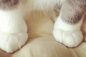 超可愛! 這隻喵星人的腳腳像穿了長度不同的白襪子！
