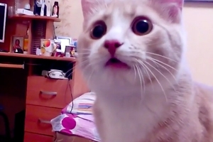 俄羅斯超級「放大片」萌貓忘了自己是隻貓 牠的興趣讓網友笑瘋了