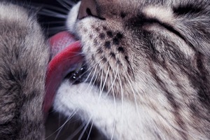 貓貓舔你其實是什麼意思?