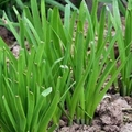 春天的“洗腸草”，2000年前人們就吃它，春季吃可淨腸殺菌！