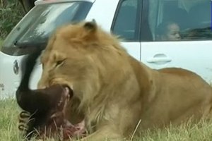 女子遊南非獅子園， 開窗拍照遭獅子咬死。。小心野生動物。。！可怕。。可怕。。！