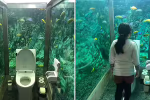 咖啡廳砸3000萬「讓顧客在海底上廁所」 海洋迷朝聖老闆卻超困擾 咖啡廳砸3000萬「讓顧客在海底上廁所」 海洋迷朝聖老闆卻超困擾