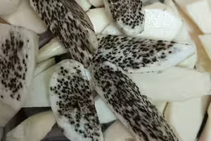 筊白筍冒「滿滿恐怖黑點」還能吃嗎?老饕一看暴動:是極品 筊白筍冒「滿滿恐怖黑點」還能吃嗎?老饕一看暴動:是極品