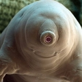 科學家發現這個生物體內竟然藏著恐怖的基因！殖入人類體內的話...太可怕了！
