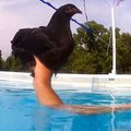 主人一直很好奇雞會不會游泳，於是把寵物雞帶到泳池測試…結果真是太爆笑了！