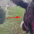 小女孩無知對猩猩垂胸，結果牠暴怒狂奔衝向玻璃，玻璃裂開後竟然…太可怕了！！