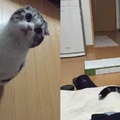 一位日本網友PO文說不小心惹怒他家的貓！背後原因竟是...可愛到讓人想抱緊呀呀~~