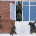 這群狒狒趁家中無人爬上大樓破窗入室，眾人傻眼之餘，看見牠們偷出的＂戰利品＂竟全笑彎了腰！