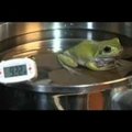 「溫水煮青蛙」的故事究竟是真的嗎？國外網友的實驗結果出爐！青蛙竟然…