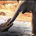 大象到河邊喝水 居然被鱷魚咬住鼻子......一場搏殺就這樣展開了！！！