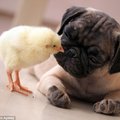 哈巴狗和小雞成了好朋友，互動的模樣太可愛！
