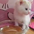 這隻小貓第一次學會喝水的表情，絕對會立刻趕走你的壞心情！