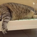這隻貓咪因為太胖一下就把小木床壓壞了，牠接下來不願面對殘酷現實的反應讓網友們笑到肚子痛啊！！