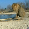 這隻雄獅在河邊喝水，不慎一屁股坐到豺狼身上，發怒的豺狼大膽挑釁獅子，接下來的畫面竟讓大家全驚到下巴都掉了！