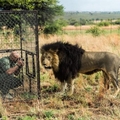 好大膽！他竟把自己關在籠裡拍攝成年的獅子！而接下來「籠子外出現的畫面」卻讓他屏住了呼吸…