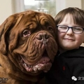 夫妻發現83公斤的寵物狗不管兒子做什麼都會堅持待在他的「右手邊」讓他們很疑惑！直到那天，兒子突然發生意外才知道牠...