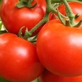 吃蕃茄不要只是吃開心的，要懂得「這樣吃」就等於在吃抗癌神藥！