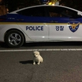 警察伯伯在去年10月領養了這隻小白狗，沒想到現在的牠竟「超大隻」！大家都忍不住笑了...