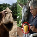 這名駱駝的主人每天只給牠喝可樂！不給水！某天，牠的主人忘記買，結果最後的下場居然慘不忍睹！