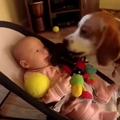 狗咬走寶寶的玩具，內疚道歉!安慰寶寶....