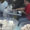 店員看到男子帶狗來吃冰，要幫牠裝一碗卻被拒！但是接下來出現的「超浪漫放閃場景」把大家的心都融化了...