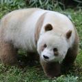 超稀有！全球唯一的棕色大熊貓長這樣...