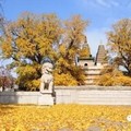 生活正是金黃時：秋季北京7大銀杏拍攝地推薦