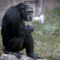 北韓動物園把黑猩猩訓練成老煙槍 令網友震驚 北韓人的反應更…