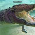 他在游泳時「突然驚見有鱷魚出現」，結果真的扯爆了！