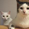 笑到噴飯！兩隻貓咪天天『看人類吃飯』的時候竟然做出『這樣的反應』！