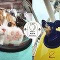 有了這個「寵物太空背包」，現在你可以帶著貓咪一起探索美好的世界！