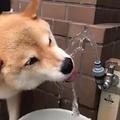 柴犬在自助飲水器邊飲水，狗狗抬頭露了個微笑，表情太迷人了