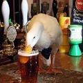 英國有隻鴨，灌了一大杯酒，醉了膽子大了，居然跑去揍狗！結果...