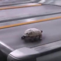 他將烏龜放在跑步機上然後開始加速，接下來出現的不可思議畫面會讓你再也不敢說烏龜慢了！