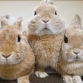 療癒兔兔大集合！心情不美麗的時候就讓牠們給你好心情！
