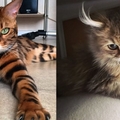 太美麗！國外網友評選「全世界最美」的貓咪 第5就是貓咪界的瑪麗蓮夢露！