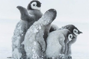 天啊！帝王企鵝寶寶擠成一團，竟是為了...畫面太萌讓網友全尖叫！