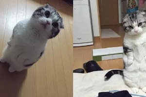 一位日本網友PO文說不小心惹怒他家的貓！背後原因竟是...可愛到讓人想抱緊呀呀~~