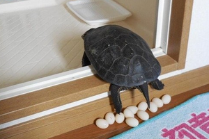 男子起床發現「烏龜」旁多了兩顆蛋，沒想太多就出門上班！誰知道下班一回家後竟發現…