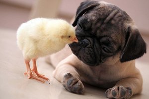 哈巴狗和小雞成了好朋友，互動的模樣太可愛！