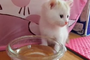 這隻小貓第一次學會喝水的表情，絕對會立刻趕走你的壞心情！