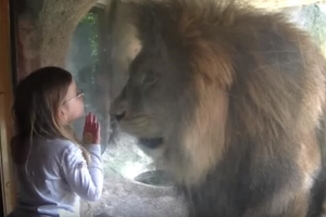 超萌小女孩隔著玻璃給獅子王獻上深情一吻，就在大家期待牠的溫柔回應時牠竟做了意想不到的驚人舉動！