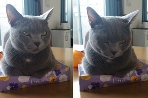 這隻小灰貓死壓「面紙盒」還用眼神警告不准靠近！搶回面紙盒的唯一辦法，就是....