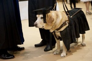 「牠」獲頒碩士學位…成為全世界學歷最高的狗狗！背後超暖心原因讓人感動！